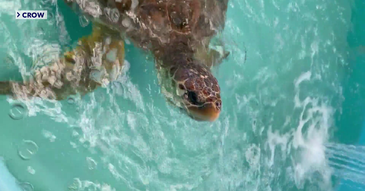 Sanibel Island unveils new sea turtle hospital to save injured wildlife | Lee County