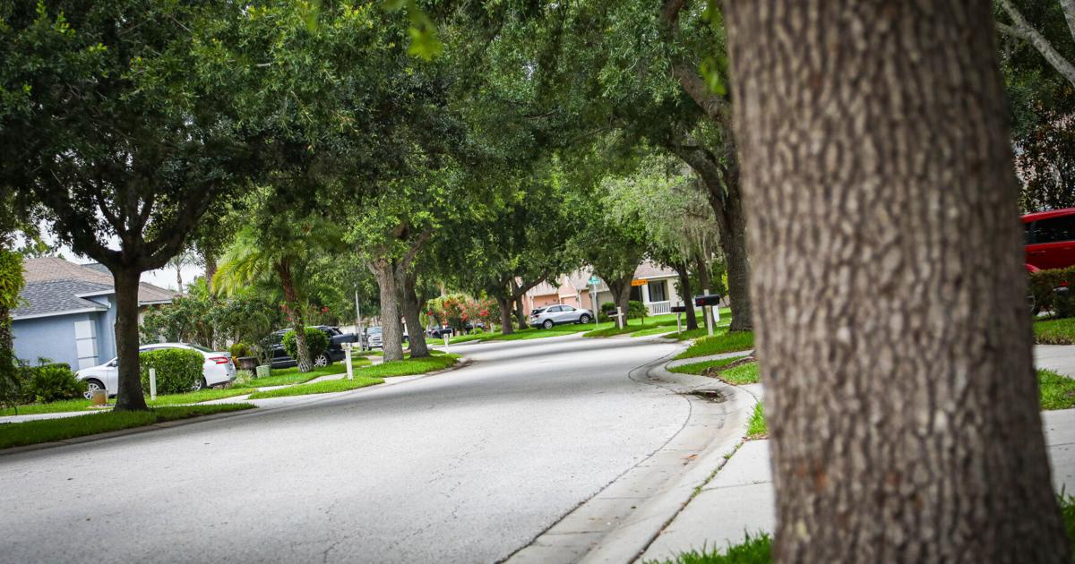 Pasco finalizes new tree preservation rules, mitigation fund | Pasco County