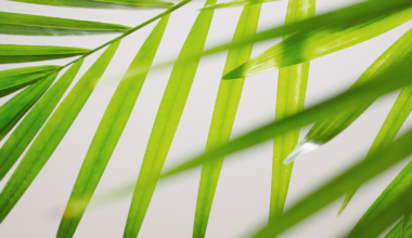 Palm Sunday marks start of Holy Week worldwide | Faith