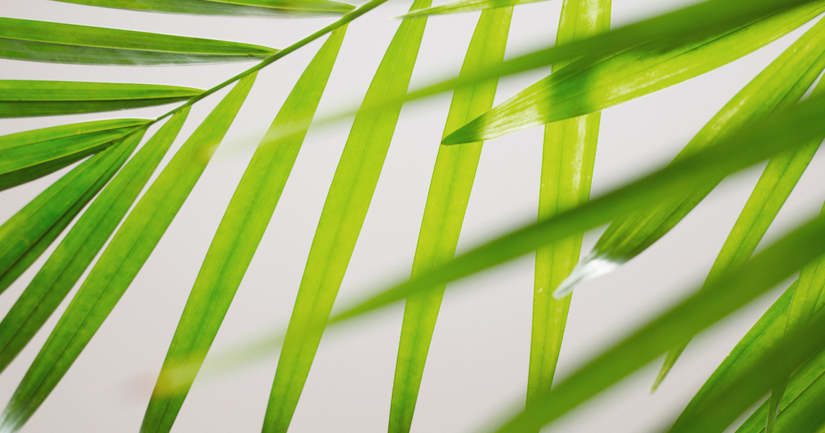 Palm Sunday marks start of Holy Week worldwide | Faith