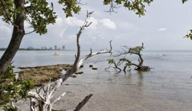 Key Biscayne Sunday forecast: rain returns | Key Biscayne