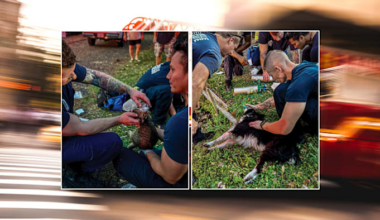 JFRD rescues cat and dog from house fire on Northside
