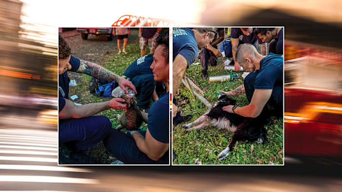 JFRD rescues cat and dog from house fire on Northside