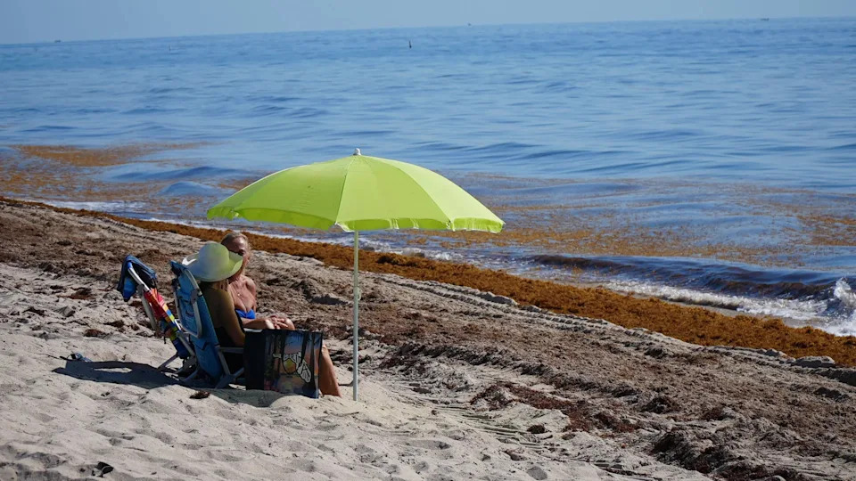 Beachgoers sit among the sargassum seaweed that lines the beaches in Fort Lauderdale on June 23, 2022. The city has started composting the seaweed into soil. (Image: Brandy Campbell/FOX Weather)
