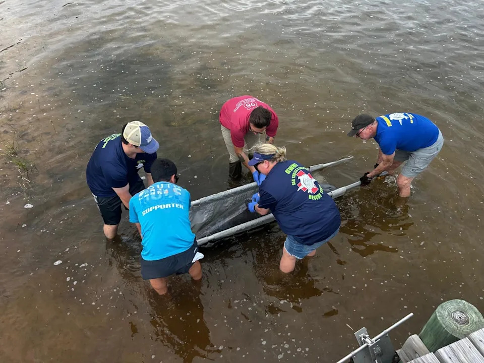 The Florida Panhandle Marine Institute prepares to move a dead, stranded dolphin from shallow waters on March 15.