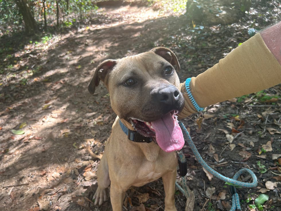 This not so bashful beauty is ready to bound into your arms and into your life!