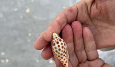 Yahoo lifestyle home