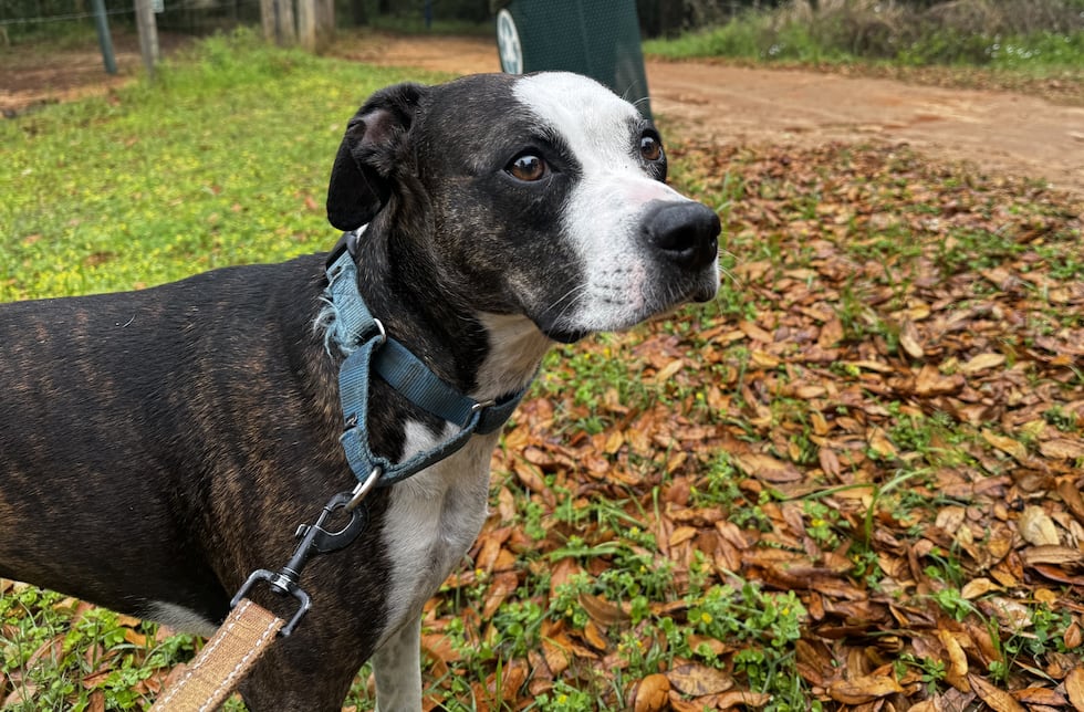 Sweet, shy Mandy is the perfect size and can't wait to meet her new BFF.