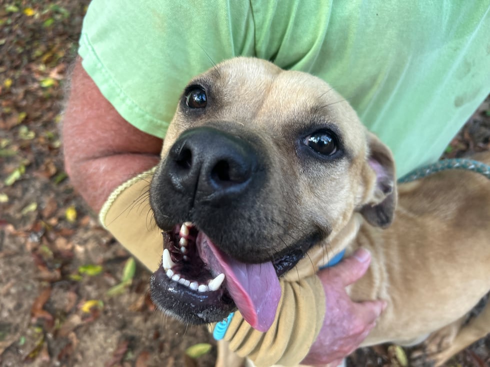 Dale used to be tethered outside day and night so she’s excited to find a family who will make...