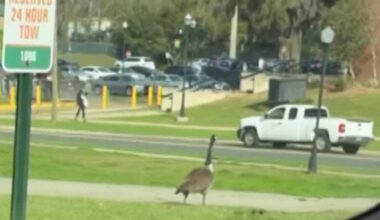 Aggressive goose attacks, chases students on Florida campus