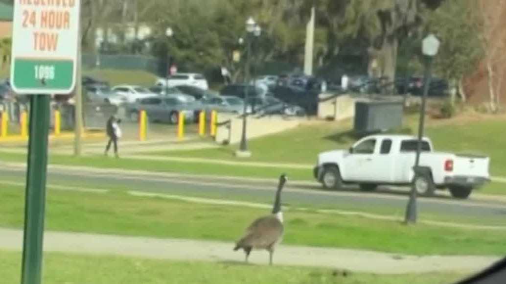 Aggressive goose attacks, chases students on Florida campus