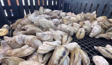 Trying to revive Florida's oyster industry
