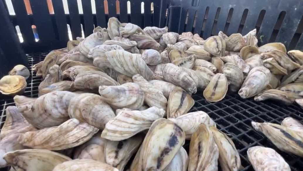 Trying to revive Florida's oyster industry