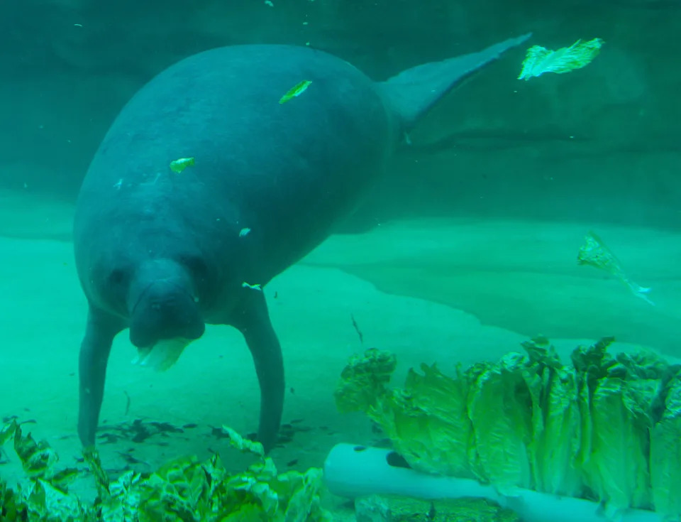 Cullen, one of the three rehabilitating manatees, feeds on lettuce at the J. Wayne and Delores Barr Weaver Manatee River Habitat and VyStar SkyScape Entrance Tuesday March 3, 2026 at the Jacksonville Zoo and Botanical Gardens in Jacksonville, Fla. [Doug Engle/Florida Times-Union]