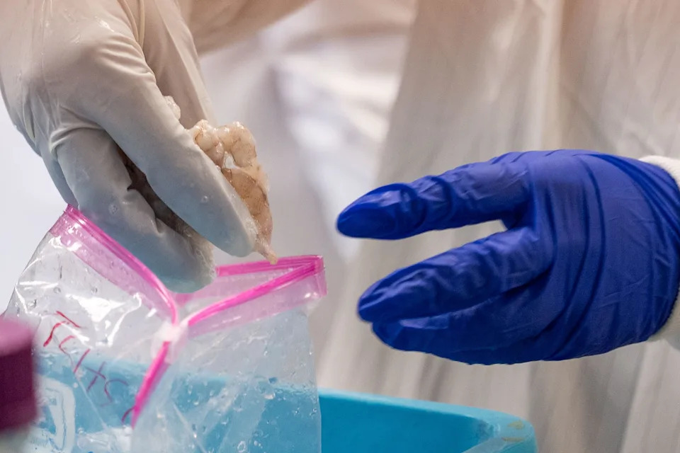 Florida State University graduate students conduct a test on shrimp to determine if the sample is imported or domestic shrimp on Wednesday, Feb. 25, 2026.