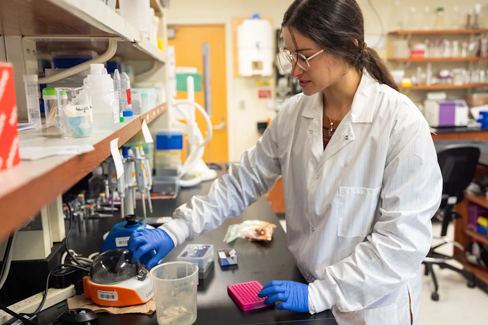 Florida State University graduate student Hannah Brown conducts a test on shrimp to determine if the sample is imported or domestic shrimp Wednesday, Feb. 25, 2026.