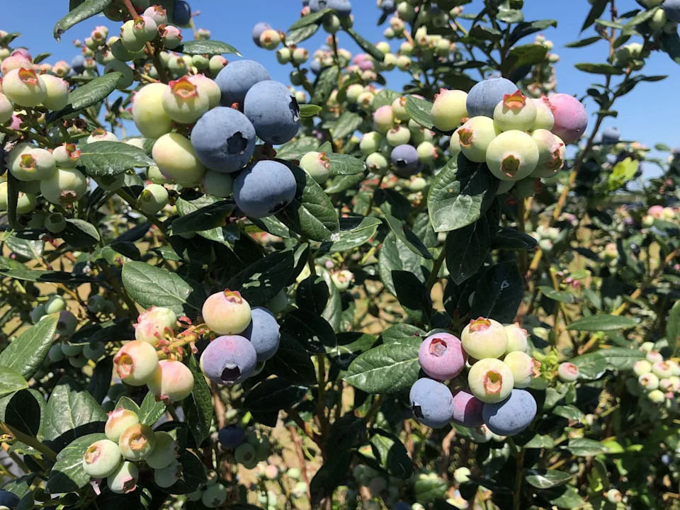 Florida's blueberry harvest will be lighter in spring 2026 after winter freezes damaged crops. Growers are focusing on recovery, with the goal of returning to full production by the 2027 season.