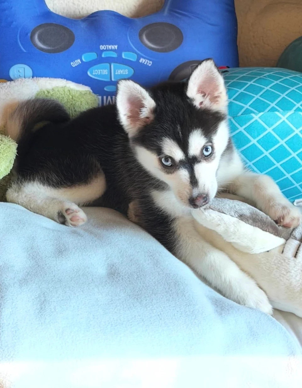 Ivanka Trump shares image of her family's new dog, Aspen