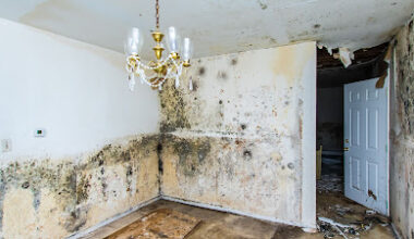 RestoPros of Tampa-St. Pete Advises Homeowners on Preventing Basement Drain Backing Up