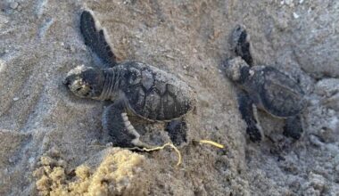 A pair of Green Sea Turtle hatchings make their way to the Atlantic Ocean in this Aug. 8, 2023, photo at the Canaveral Sea Shore in Cape Canaveral, Fla. (Stella Maris/Florida Space Coast Office of Tourism via AP)