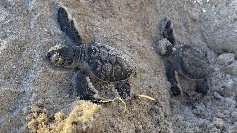 A pair of Green Sea Turtle hatchings make their way to the Atlantic Ocean in this Aug. 8, 2023, photo at the Canaveral Sea Shore in Cape Canaveral, Fla. (Stella Maris/Florida Space Coast Office of Tourism via AP)