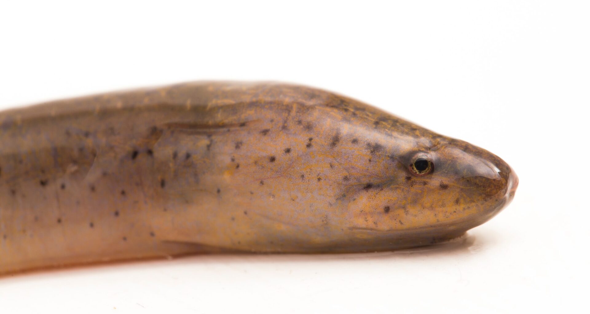 Scientists could track species invasive to Tampa Bay using eDNA deployed in The Everglades