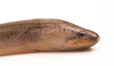 Scientists could track species invasive to Tampa Bay using eDNA deployed in The Everglades