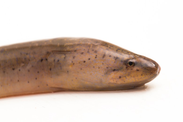 A close-up profile of the head of an Asian swamp eel against a white background. The eel has a blunt, rounded snout, small dark eyes, and a brownish-tan body speckled with tiny dark spots. It lacks visible fins, giving it a smooth, snake-like appearance.