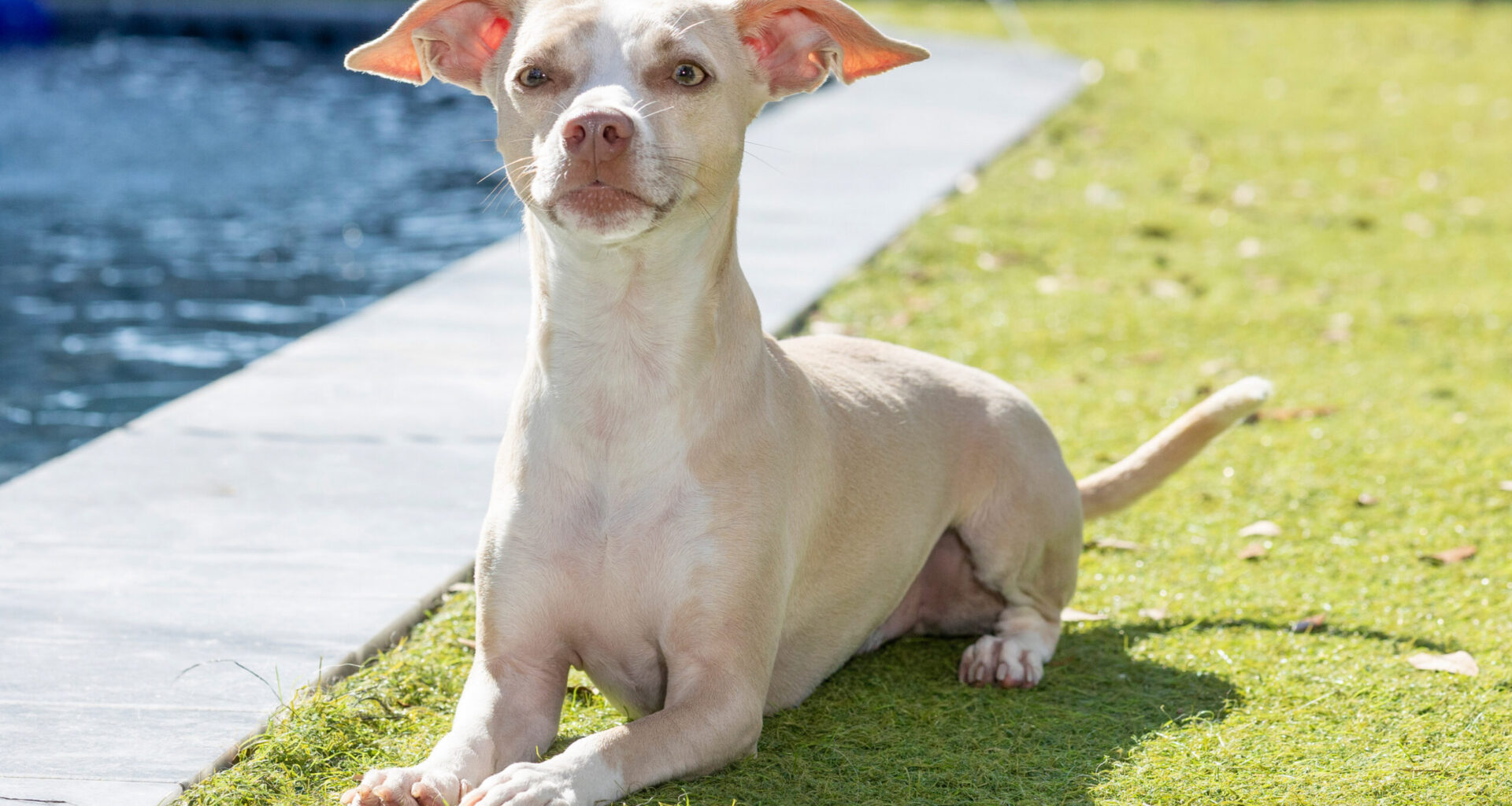 Tampa Magazine’s Most Paw-some Pet Contest