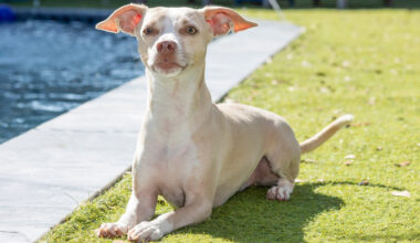 Tampa Magazine’s Most Paw-some Pet Contest