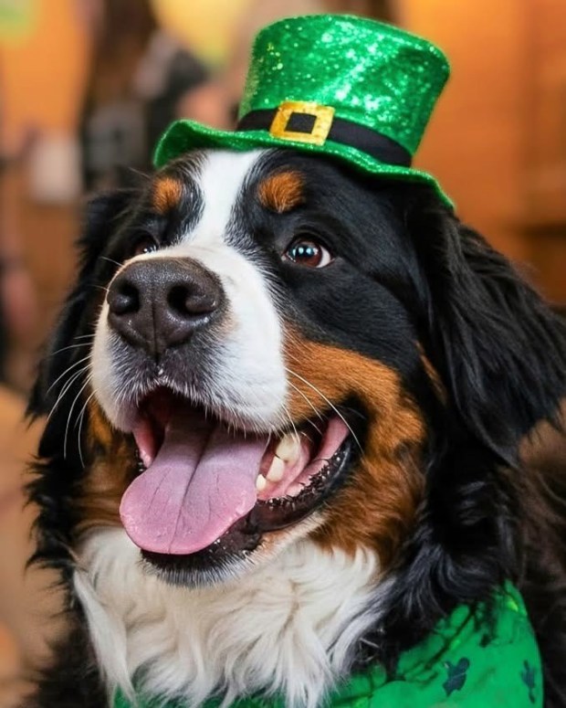 BarkHaven St. Paw-Trick's Day Pawty hosts dogs for Irish-themed festivities. (Courtesy of BarkHaven)