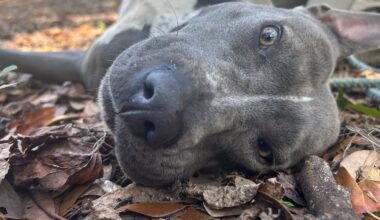 Put a little spring in your step with a new best friend!