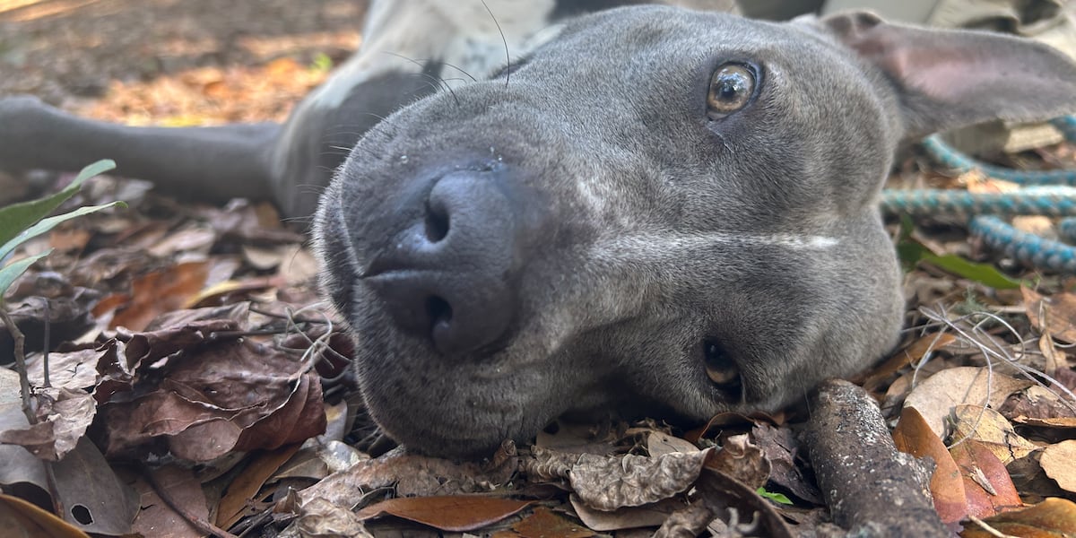 Put a little spring in your step with a new best friend!