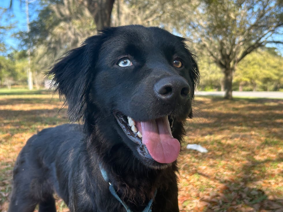 Kai loves rubber balls, prefers sleeping under the bed, and has a taste for Pedigree dog food!