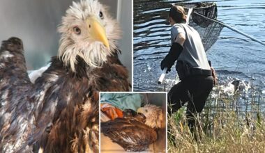 Bald eagle rescued from alligator-filled canal in Florida: 'A majestic save'