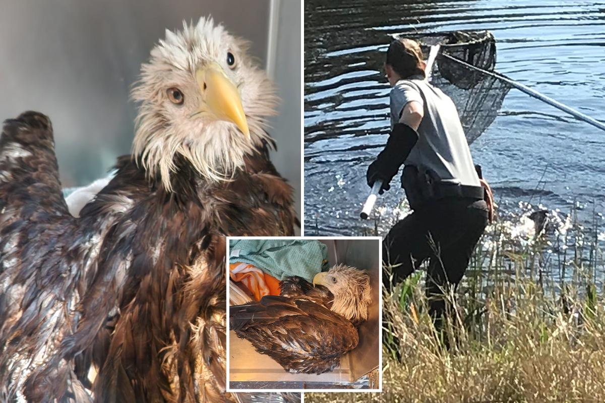 Bald eagle rescued from alligator-filled canal in Florida: 'A majestic save'