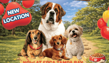 SPCA Tampa Bay’s 35th Annual Pet Walk
