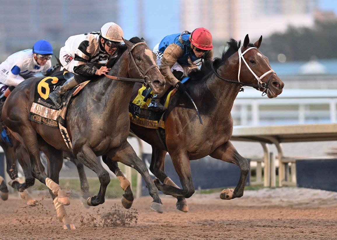 Commandment, Chief Wallabee Meet Again in Florida Derby