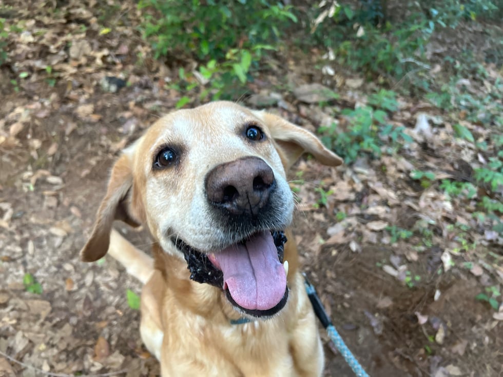 Hank has a big personality and needs a big backyard!