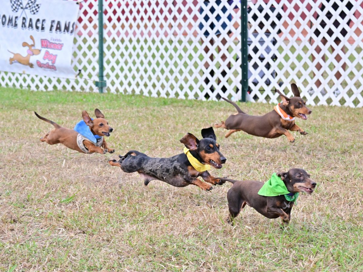 Wiener Dog Derby, Concrete Campfire, and all the best Tampa Bay events [March 19-25]