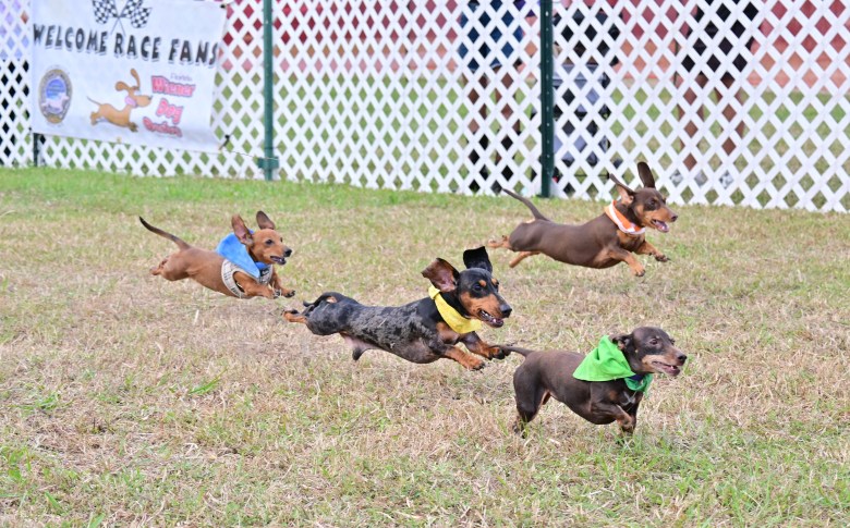 Four wiener dogs leaping mid-air in a grassy field during a Wiener Dog Derby race