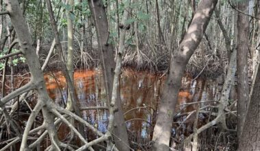 Save these protected mangroves, Broward