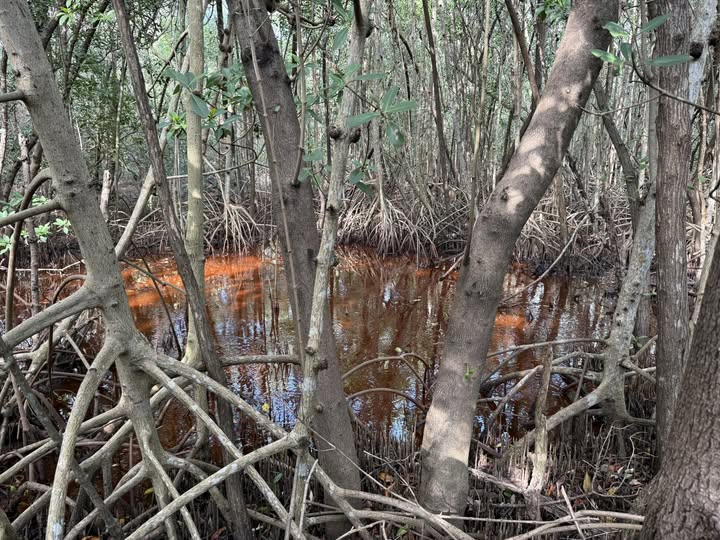 Save these protected mangroves, Broward