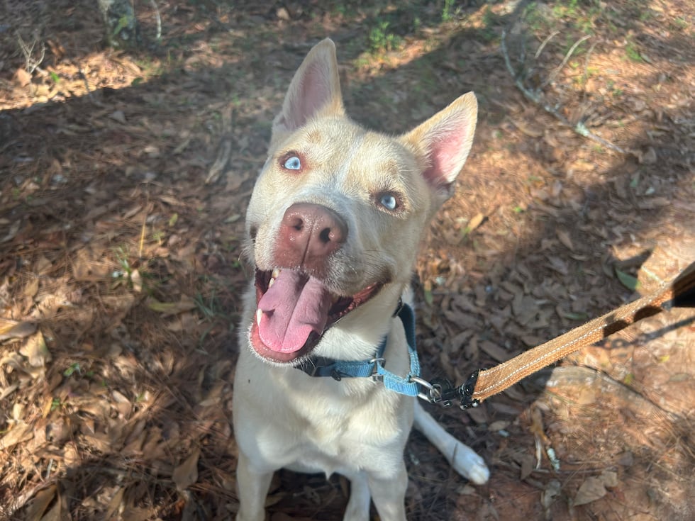 Frosty is active and affectionate and he’s dreaming of a loving, loyal family with a big...