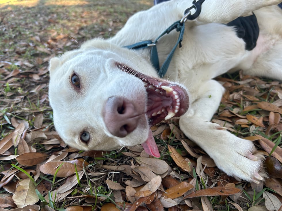 Mazi is playful and friendly, and has a smile a mile wide!