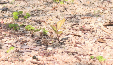 Lingering dry conditions take toll on plants, experts share tips for homeowners