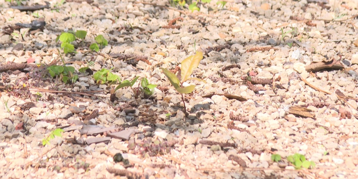 Lingering dry conditions take toll on plants, experts share tips for homeowners