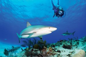 Enjoy your trip with optional, seasonally available experiences such as guided shark dives. Photo courtesy of The Bahamas Ministry of Tourism, Investments & Aviation