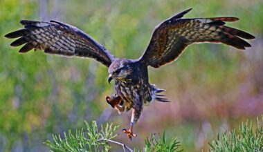 Welcome to Florida: Everglades Snail Kites