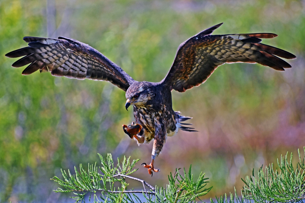 Welcome to Florida: Everglades Snail Kites